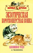 Книга Экзотическая короткошерстная кошка автора Л. Чиликина