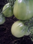 Книга Выращиваем томаты в теплице. Поделюсь опытом (СИ) автора Валентина Тайлакова