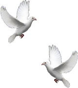 скачать книгу Белые голуби автора Виктор Кочетков