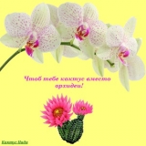 скачать книгу Чтоб тебе кактус вместо орхидеи! (СИ) автора Надя Кактус