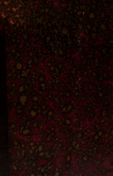 скачать книгу Кавказские этюды автора Евгений Вейденбаум