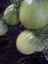 скачать книгу Выращиваем томаты в теплице. Поделюсь опытом (СИ) автора Валентина Тайлакова