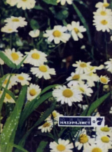 скачать книгу Юный натуралист 1970 №07 автора авторов Коллектив