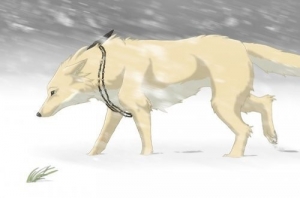 обложка книги Белая волчица (СИ) - Рада Сарева