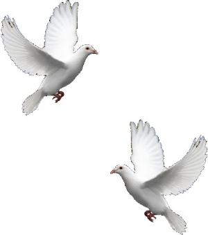 обложка книги Белые голуби - Виктор Кочетков