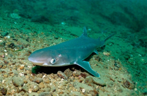 обложка книги Чудодейственные элексиры моря - Владимир Коркош