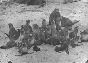 обложка книги Дикие собаки - Владимир Коркош