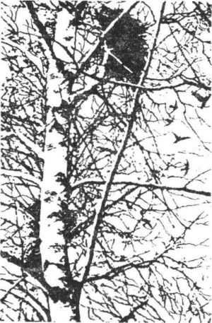 обложка книги Гнездо над крыльцом - Леонид Семаго