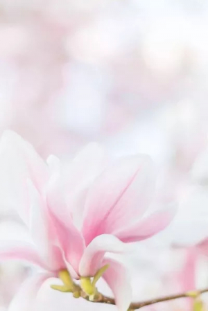 обложка книги Гравий (ЛП) - Элис Манро (Мунро)