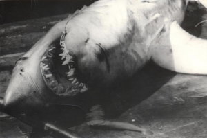 обложка книги Камбузник и акула - Владимир Коркош