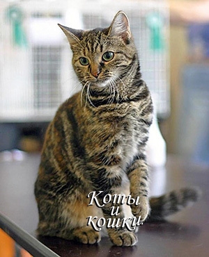 обложка книги Коты и кошки - авторов Коллектив