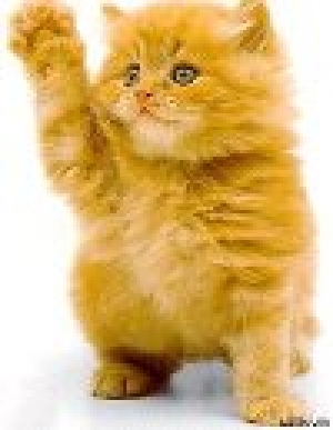 обложка книги Необычайные приключения рыжего котенка по имени Мурр - Сергей Волков