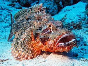 обложка книги Опасные и ядовитые рыбы Черного и Азовского морей, крупные хищники, морской ерш или скорпена (СИ) - Владимир Коркош