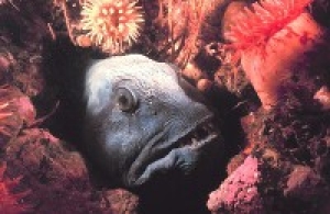обложка книги Снова об удивительных рыбах и животных - Владимир Коркош