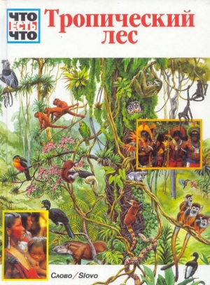 обложка книги Тропический лес - Андреа Мертини
