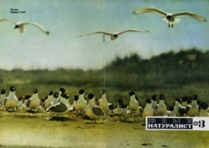 обложка книги Журнал «Юный натуралист», 1968 №03 - авторов Коллектив