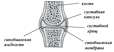 Суставная сумка рисунок. Строение сустава рисунок с подписями. Суставная жидкость суставная головка. Суставная жидкость рисунок. Строение сустава без подписей.