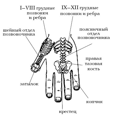 Система соответствия. Су Джок проекция позвоночника. Су Джок система соответствия позвоночник. Су Джок позвоночник на руке. Грудные позвонки Су Джок.