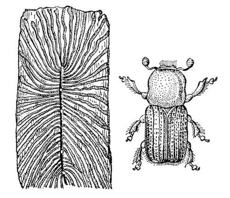 Жук короед рисунок