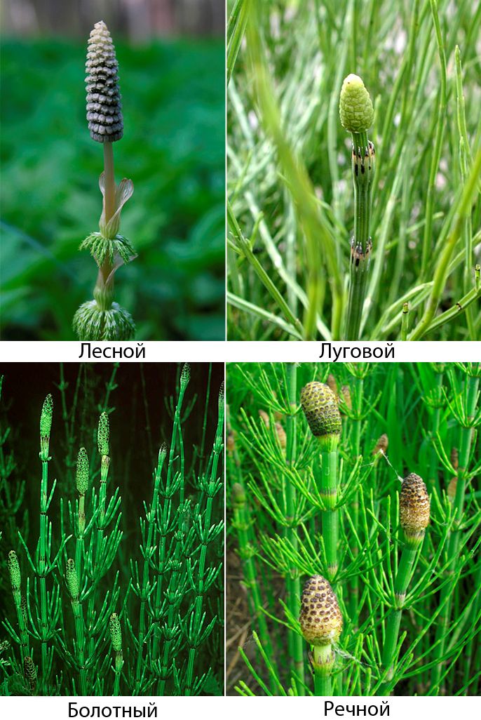 Виды хвощей. Хвощ Луговой и полевой. Хвощ полевой Луговой Лесной. Хвощ полевой Лесной Луговой болотный. Хвощ полевой и хвощ Лесной.