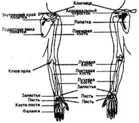 Части тела плечо предплечье