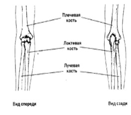 Строение локтевого сустава руки человека с рисунками