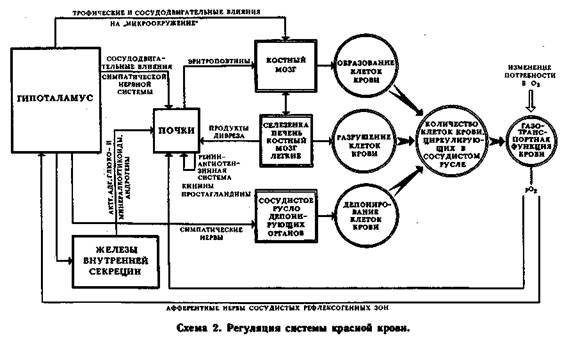 Нарисуйте схему функциональной системы регуляции минутного объема крови