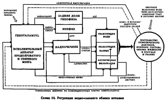 Принципиальная схема функциональной системы гомеостатического уровня регуляции функций