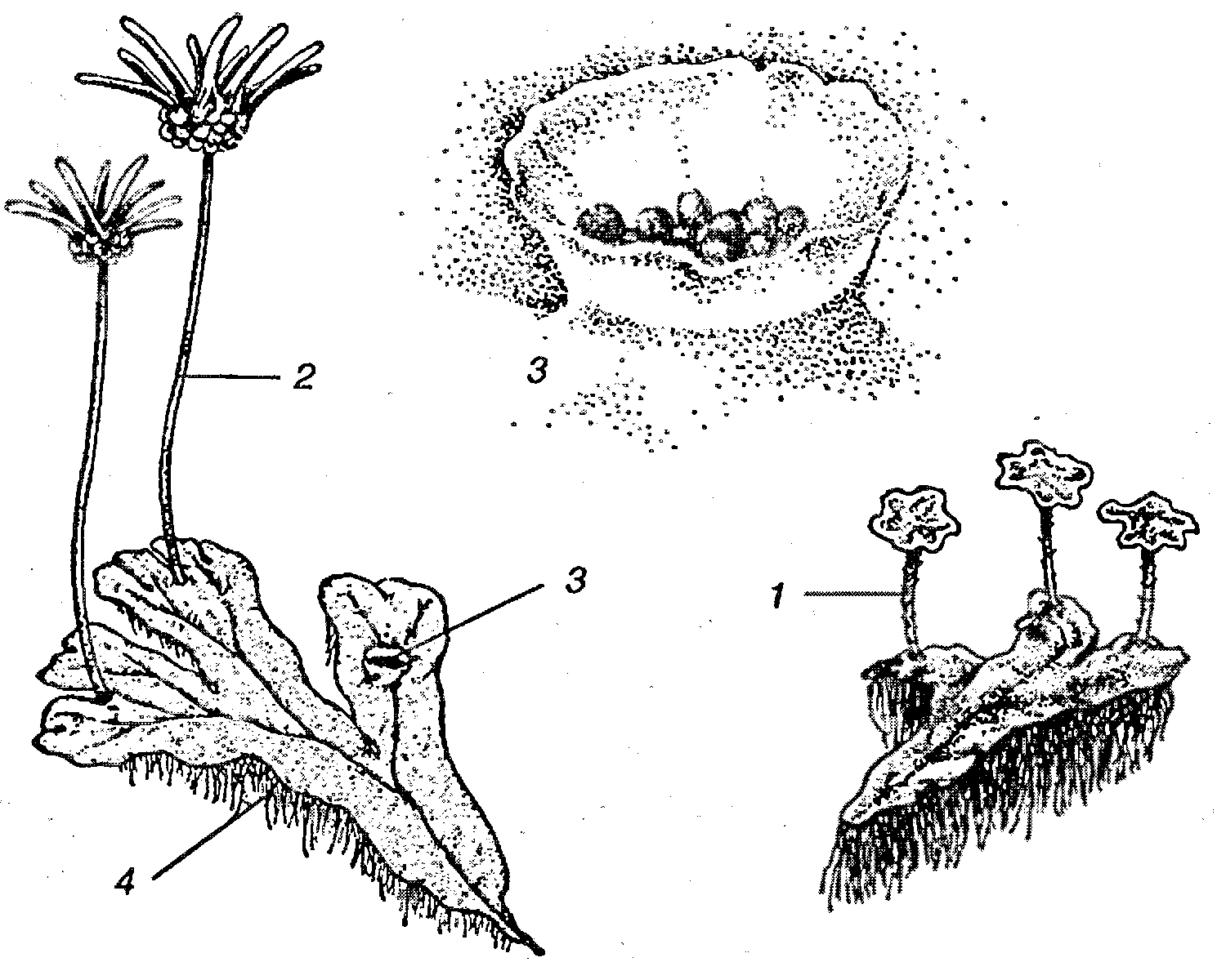 Маршанция рисунок с подписями