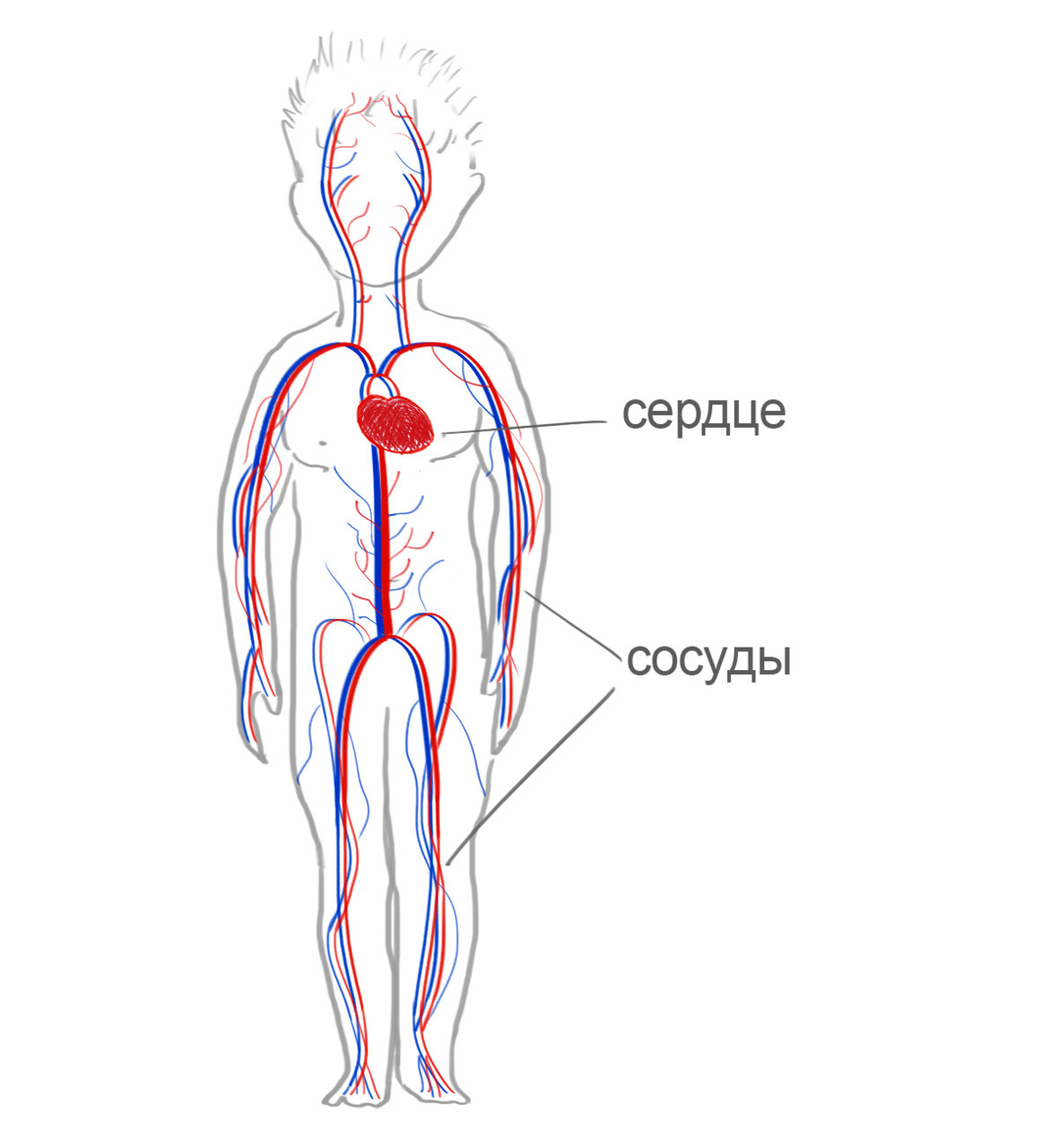 Сердце подростка. Сердечно сосудистая система. Кровеносная система человека для детей. Сосуды сердца. Сердце сосудистая система человека.