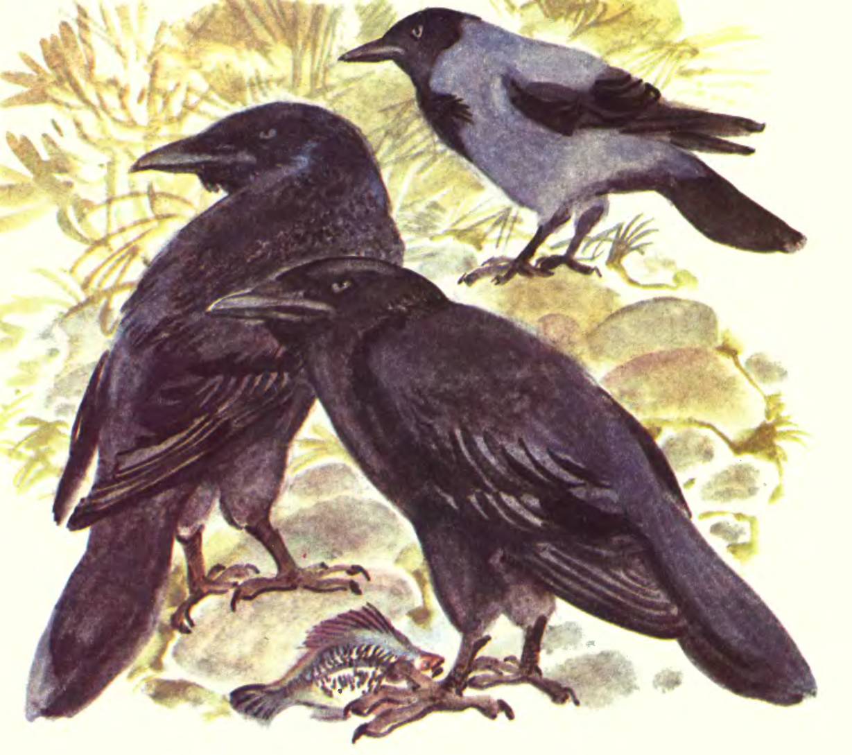 Ворона черная и серая