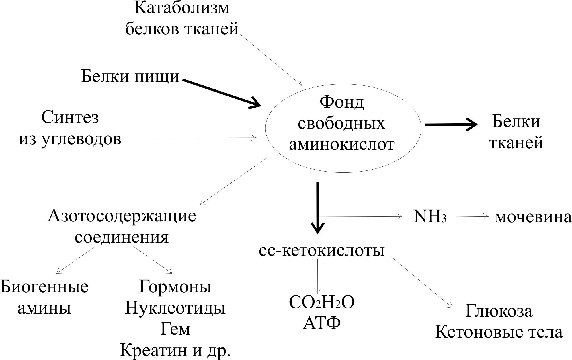 Схема по биохимии