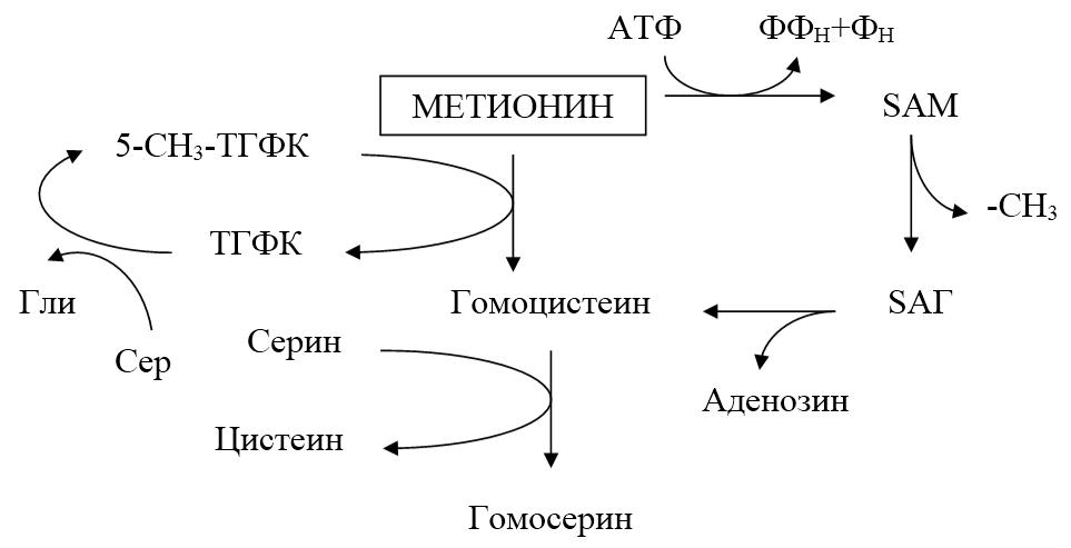 Гомоцистеин биохимия. Схема метаболизма метионина. Схема обмена метионина биохимия. Схема синтеза метионина. Схема пути обмена метионина.