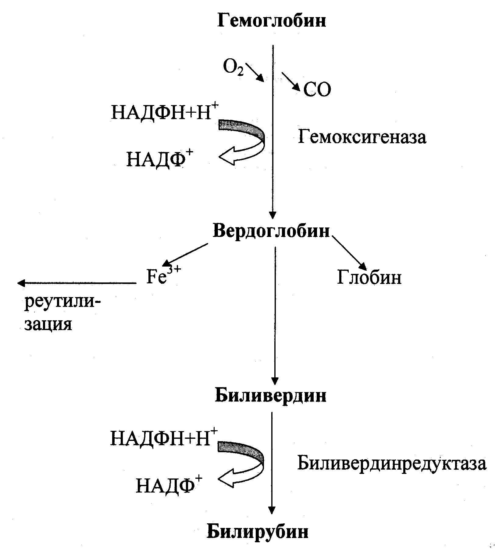 Схема распада гемоглобина биохимия