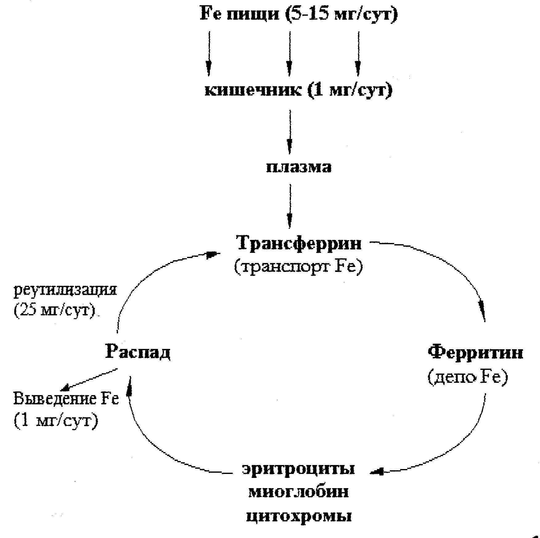 Обмен железа в организме биохимия презентация