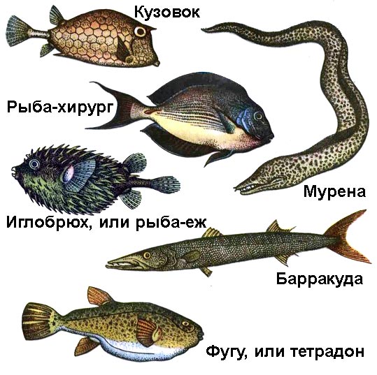 Рыба морская названия с картинками