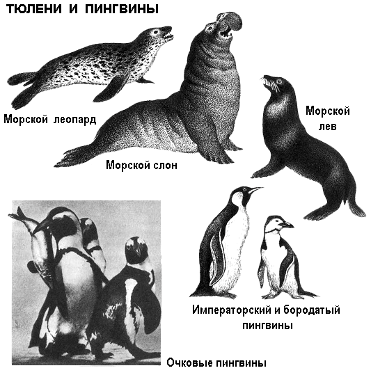 Отличие котиков от тюленей. Морской леопард в Антарктиде. Морской леопард и морской слон. Морской леопард и тюлень разница. Морской Лев и морской котик отличия.