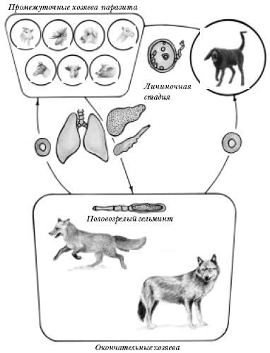 Рассмотрите рисунок на котором представлен цикл развития эхинококка и ответьте на вопросы какой