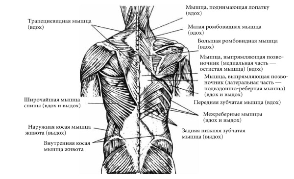 Мышцы спины человека в картинках с названиями и описанием женские