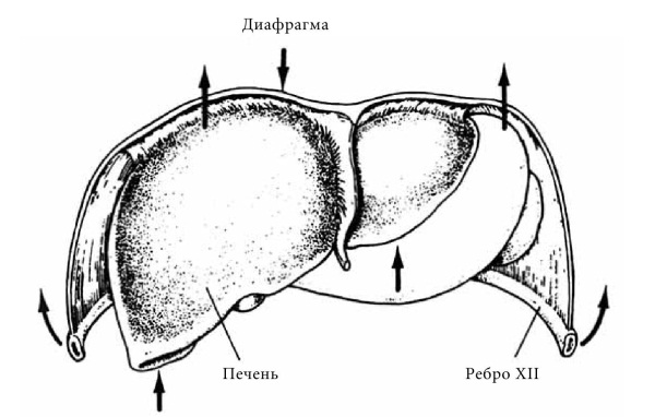 Диафрагма ребра. Диафрагма анатомия. Печеночно диафрагмальная.