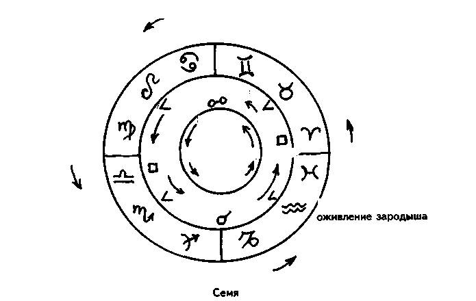 Дневной цикл. Мировая астрология Кэмпион. Оптимальный суточный цикл. Дневной цикл картинка.
