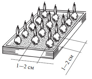 Схема посадки лука