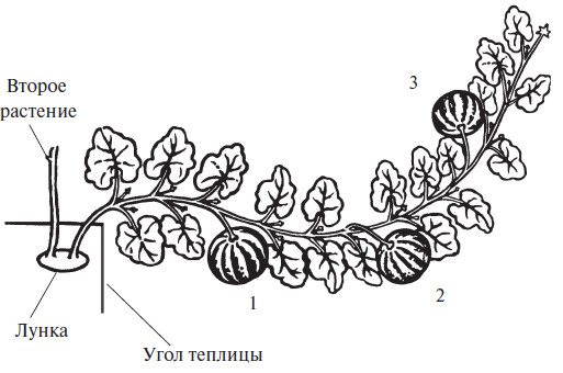 Как прищипывать дыню в теплице схема