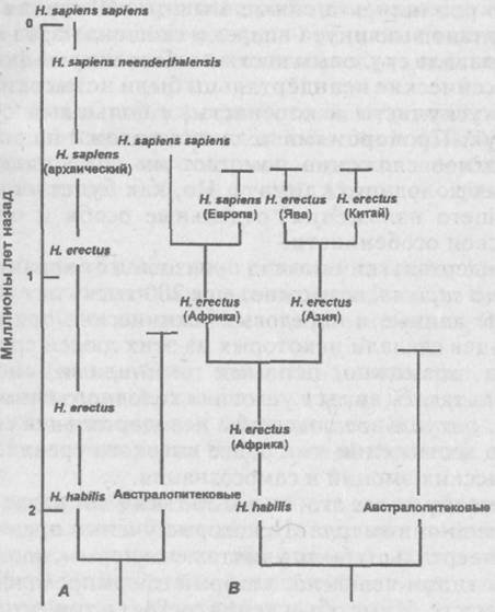 Схема эволюции семейства гоминид