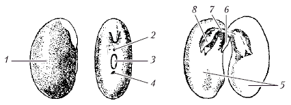 Рубчик и семявход у фасоли рисунок