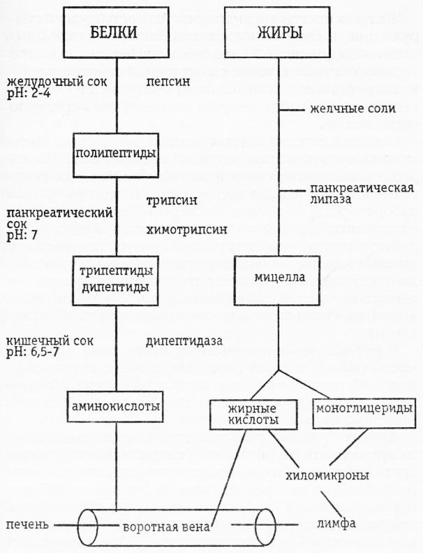 10 постройте схематическую диаграмму о биологической роли белков 1