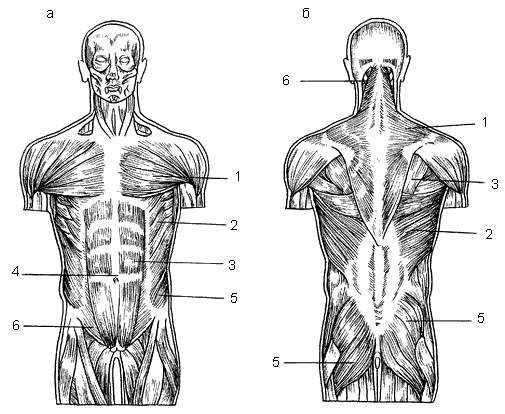 Мышцы туловища анатомия рисунок