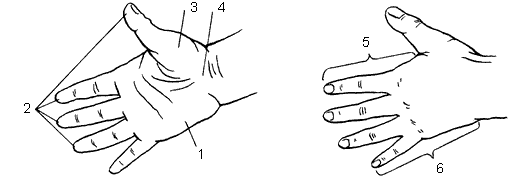 Поверхности руки. Лучевой край ладони. Лучевой край кисти. Ладонное сгибание кисти. Тыльная поверхность ладони.