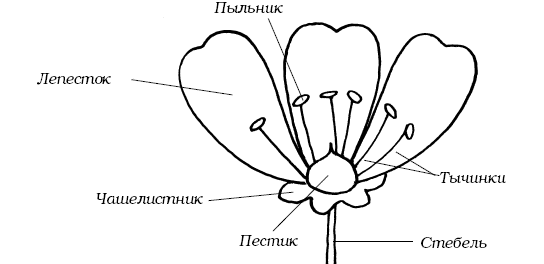 Части цветка лепесток. Строение цветка ромашки схема. Строение ромашки схема биология. Ромашка строение растения. Строение цветков ромашки.