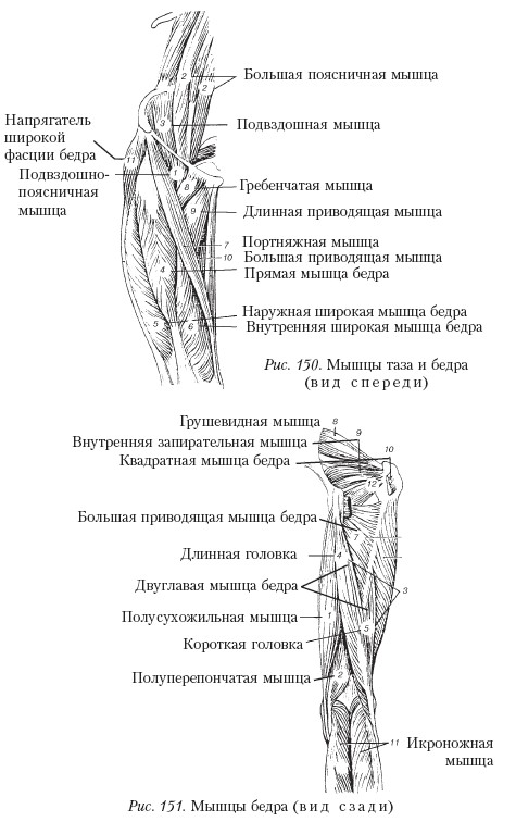 Мышцы бедра схема